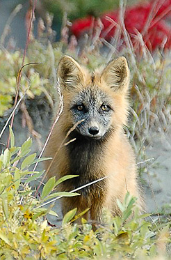 arctic fox_hulahula_river