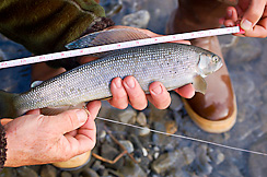 Arctic Grayling Fishing_Canning River_Arctic national wildlife refuge