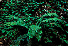 bigbasin_redwoods_ferns
