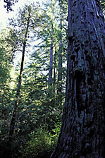 bigbasin_statepark_redwoodtrees