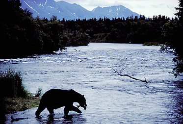 tatshenshini_alsek river rafting_alaska brown bears_grizzlies_salmon_alaska_british columbia_yukon_river rafting trips